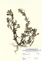 藏品(父子草)的圖片